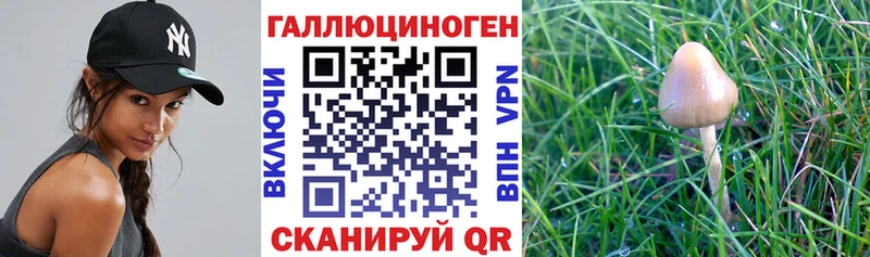 Галлюциногенные грибы Psilocybine cubensis Лобня